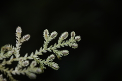 Selaginella reticulata