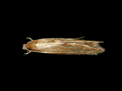 Amphixystis hapsimacha