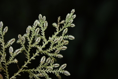 Selaginella reticulata