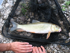 Moxostoma erythrurum