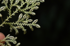 Selaginella reticulata