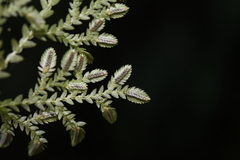 Selaginella reticulata
