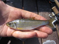 Luxilus chrysocephalus