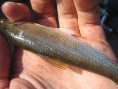 Luxilus chrysocephalus