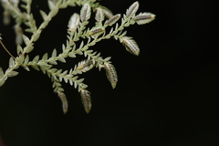 Selaginella reticulata
