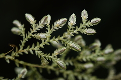 Selaginella reticulata