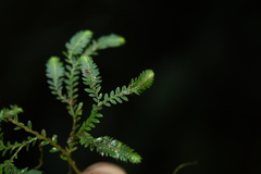 Selaginella reticulata