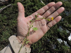 Ranunculus gmelinii