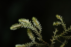 Selaginella reticulata