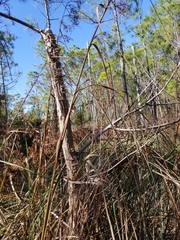 Cladium mariscus