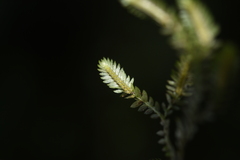 Selaginella reticulata