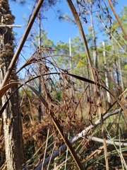 Cladium mariscus