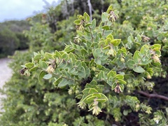 Arctostaphylos purissima