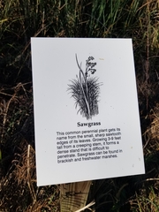 Cladium mariscus