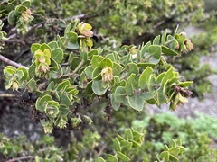 Arctostaphylos purissima