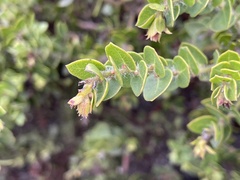 Arctostaphylos purissima