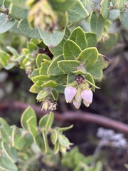 Arctostaphylos purissima