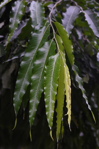 Monoon longifolium