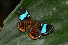 Argyrogrammana glaucopis
