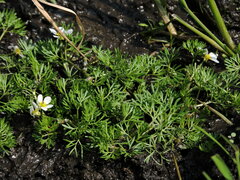 Ranunculus aquatilis
