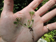 Ranunculus aquatilis