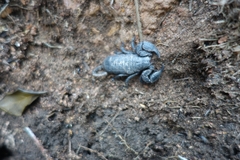 Opisthacanthus capensis