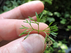 Ranunculus aquatilis