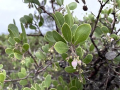 Arctostaphylos rudis