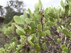 Arctostaphylos rudis