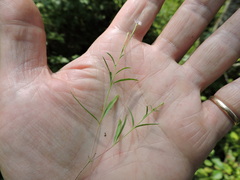 Epilobium foliosum