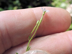 Epilobium foliosum