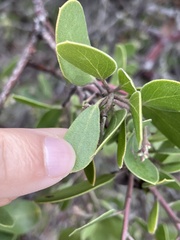 Arctostaphylos rudis