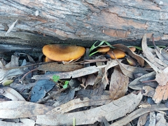Omphalotus olivascens