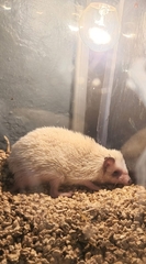 Atelerix albiventris × Atelerix algirus