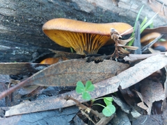 Omphalotus olivascens