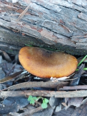 Omphalotus olivascens