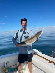 Rachycentron canadum