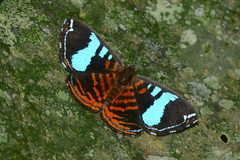 Argyrogrammana glaucopis