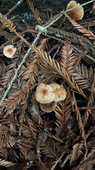 Gymnopus brassicolens