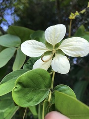 Bauhinia