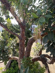 Arbutus