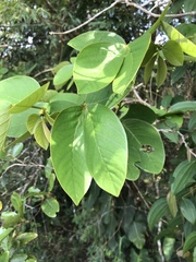 Bauhinia