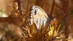 Pyronia cecilia
