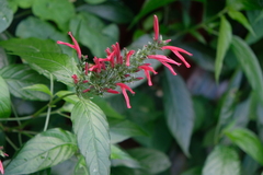 Dianthera secunda