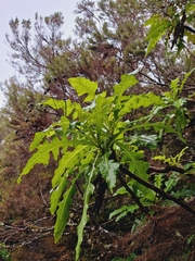 Sonchus fruticosus