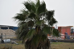 Washingtonia robusta