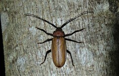 Agrianome spinicollis