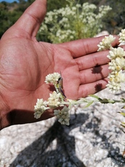 Perixerus