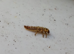 Coccinellinae