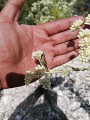 Perixerus